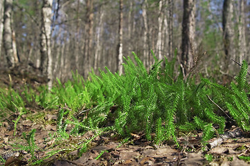 Image showing Spring wood