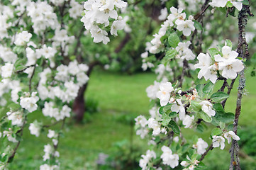 Image showing blossoming an apple-tree