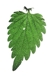 Image showing Nettle leaf