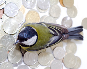 Image showing the rich great tit