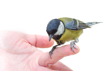 Image showing The titmouse  sitting  on a hand