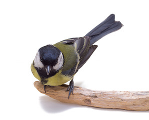 Image showing Great Tit, Parus Major