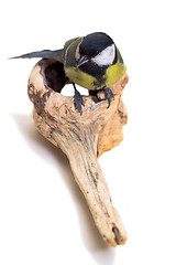 Image showing Great Tit, Parus Major