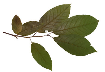 Image showing bird cherry