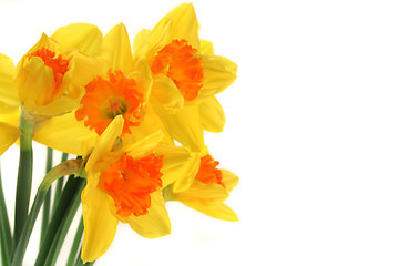 Image showing Daffodils