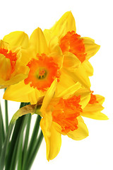 Image showing Daffodils