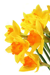 Image showing Daffodils