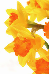 Image showing Daffodils