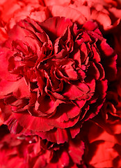 Image showing Beautiful carnation flower bud