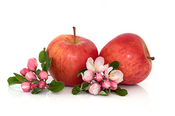 Image showing Apple Fruit with Blossom