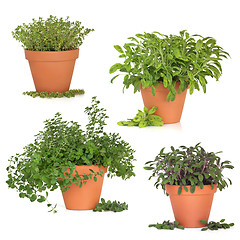 Image showing Herb Collection