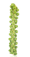 Image showing Sprouts on a Stalk