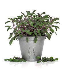 Image showing Sage Herb Plant