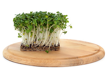 Image showing Mustard and Cress