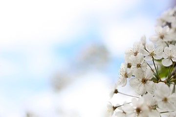 Image showing Cherry blossoms on a background of the blue sky