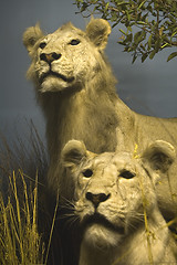 Image showing lions