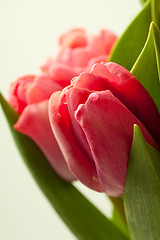 Image showing Pink tulips