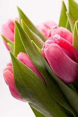 Image showing Pink tulips