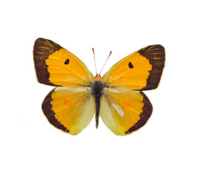 Image showing Colias erate