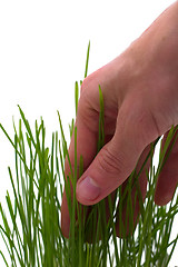 Image showing  touching grass