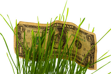 Image showing Dollar Bills Stashed In Green Grass