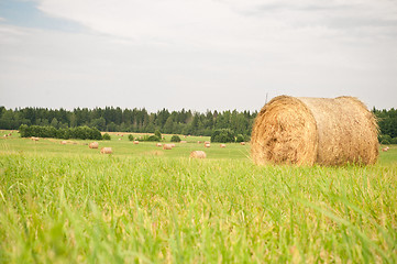 Image showing Hay on the field