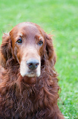 Image showing Irish setter