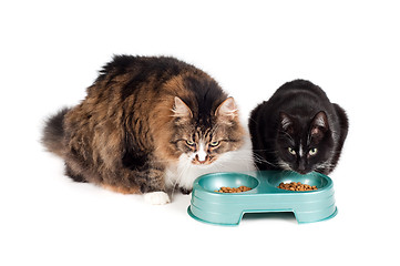 Image showing Cats eating