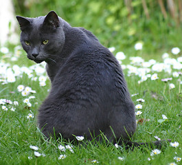 Image showing Grey cat