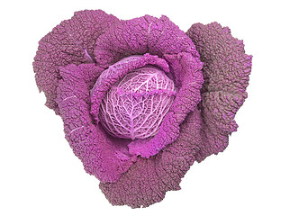 Image showing Red cabbage