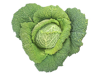 Image showing Green cabbage