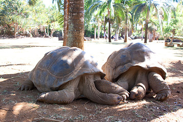 Image showing Giant tortoises (Aldabrachelys)