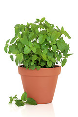 Image showing Lemon Balm Herb