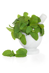 Image showing Lemon Balm Herb