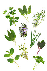 Image showing Herb Leaf Variety