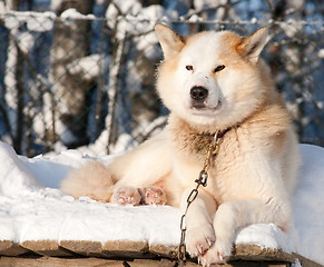 Image showing Chukchi husky dog