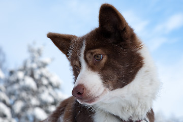 Image showing dog's portrait