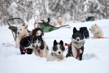 Image showing sled dogs