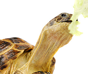 Image showing turtle with lettuce