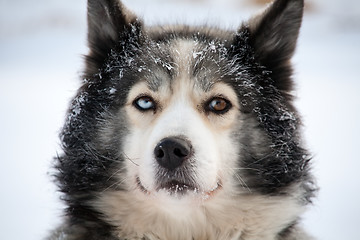 Image showing sled dog with different eyes
