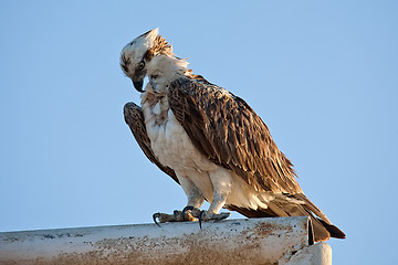 Image showing fish hawk