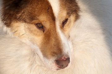 Image showing close-up snout of husky dog