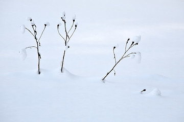 Image showing last year's grass in deep snow