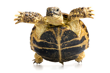 Image showing turtle closeup view from below