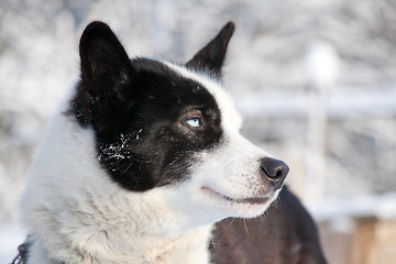 Image showing profile portrait of blue-eyed sled dog