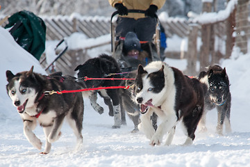 Image showing sled dogs race