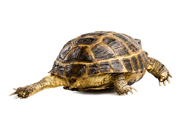 Image showing turtle's back