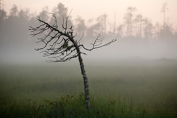 Image showing marsh