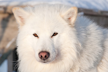 Image showing white husky portrait