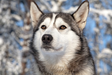 Image showing sled dog